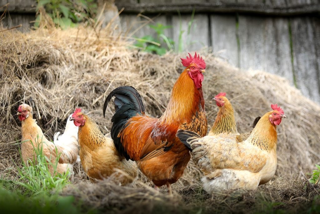 How To Avoid Chicken Diseases Of Avian Cholera