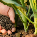 organic fertilizer pellets