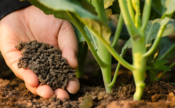 organic fertilizer pellets