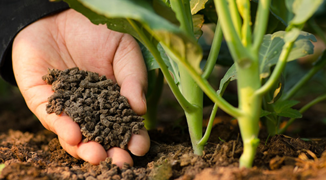 organic fertilizer pellets