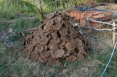 Raw cow manure material for cow dung pellet making machine organic fertilizer production
